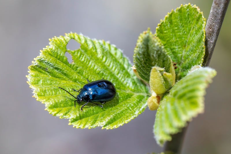 Pest Control Strategies