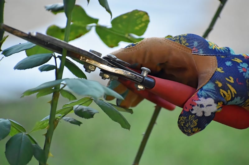 Pruning Guidelines