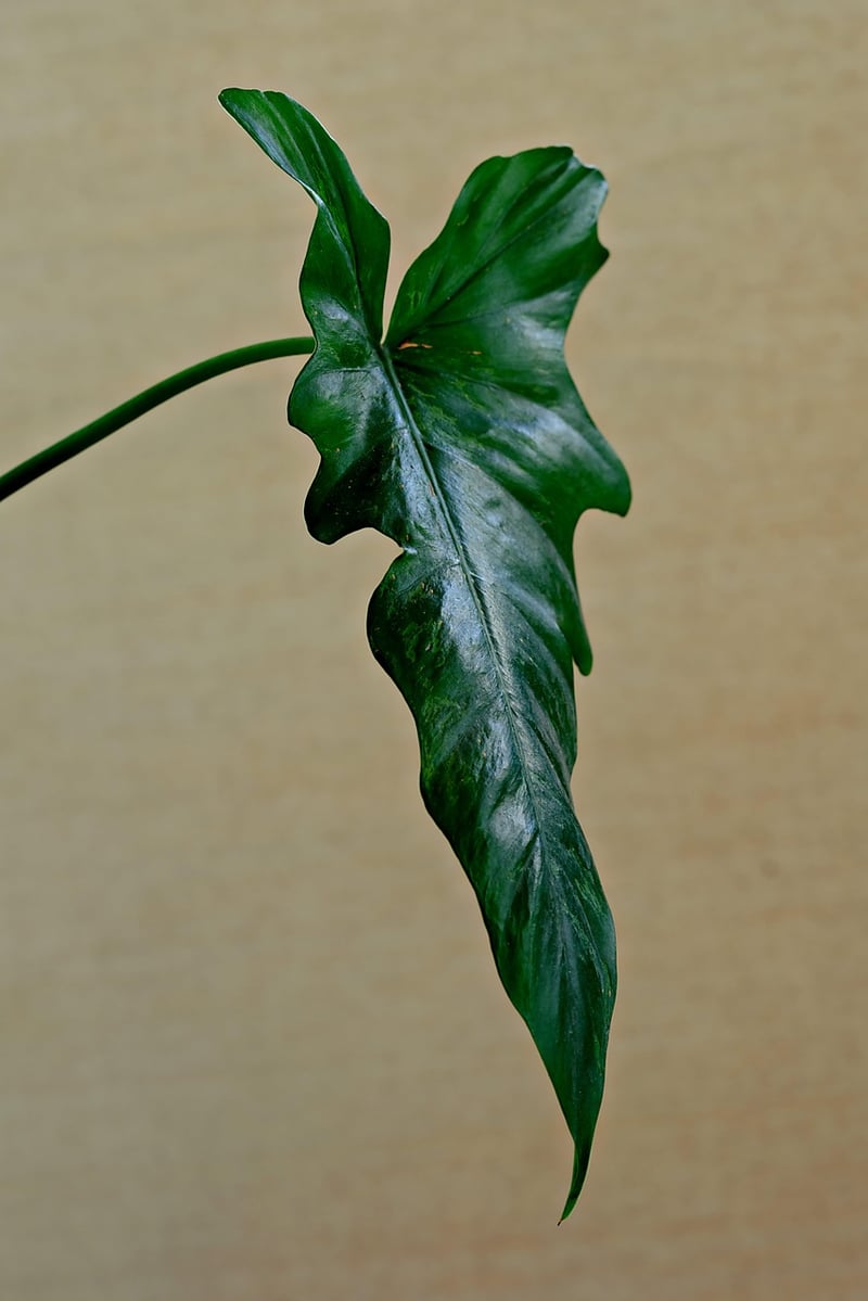 Air Purifying Plants