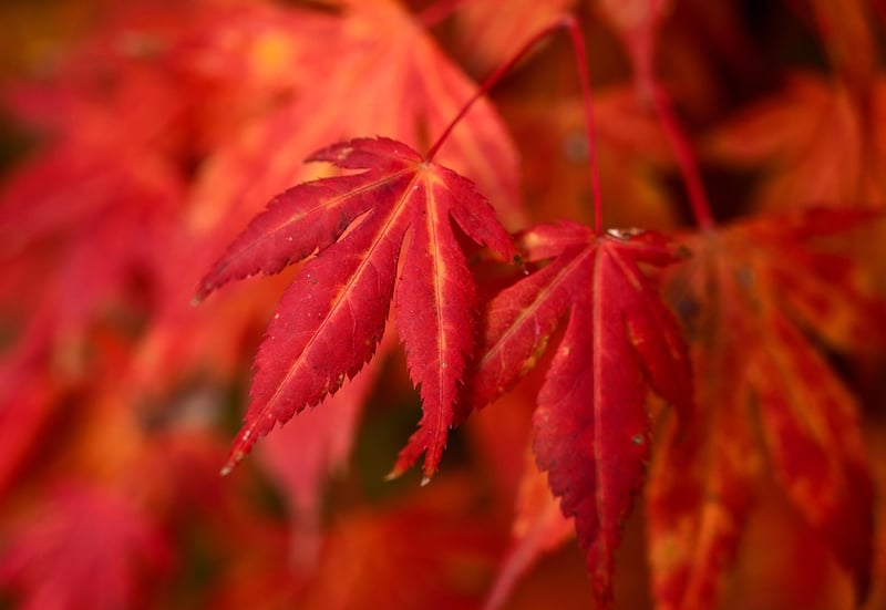 Autumn Leaves