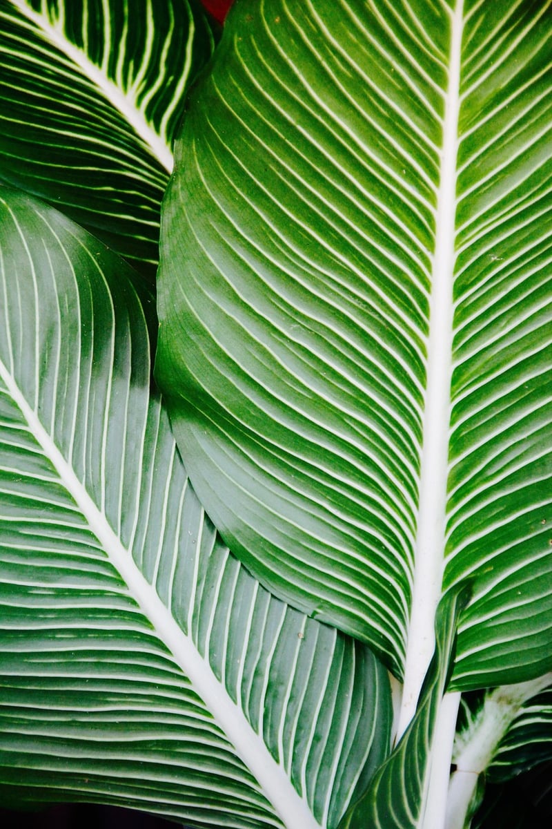 Tropical Plants