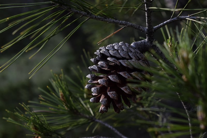 Winter Greenery