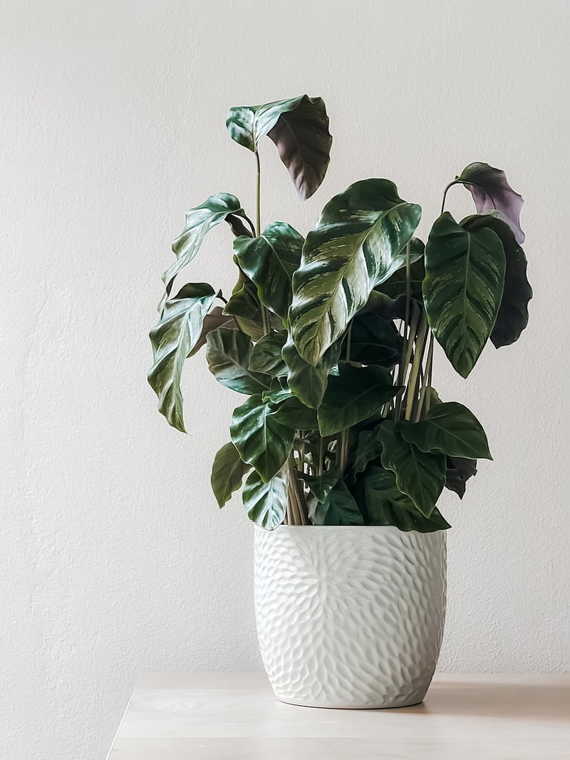Snake Plant