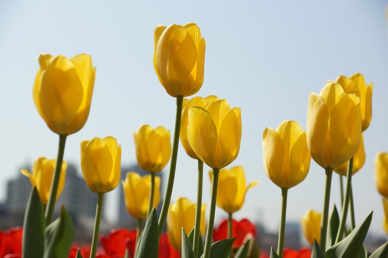 Spring Flowers
